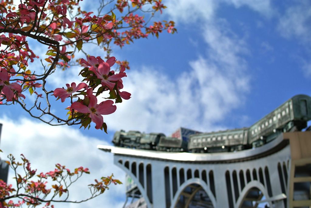 駅前はなみずき