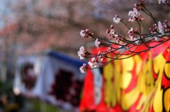 ほるもん焼きそば＆サクラ