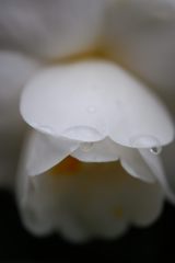 マイクロっていうマクロ