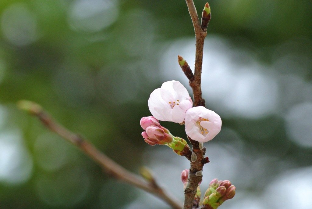 桜一分咲き