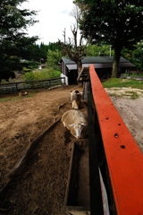ひつじ