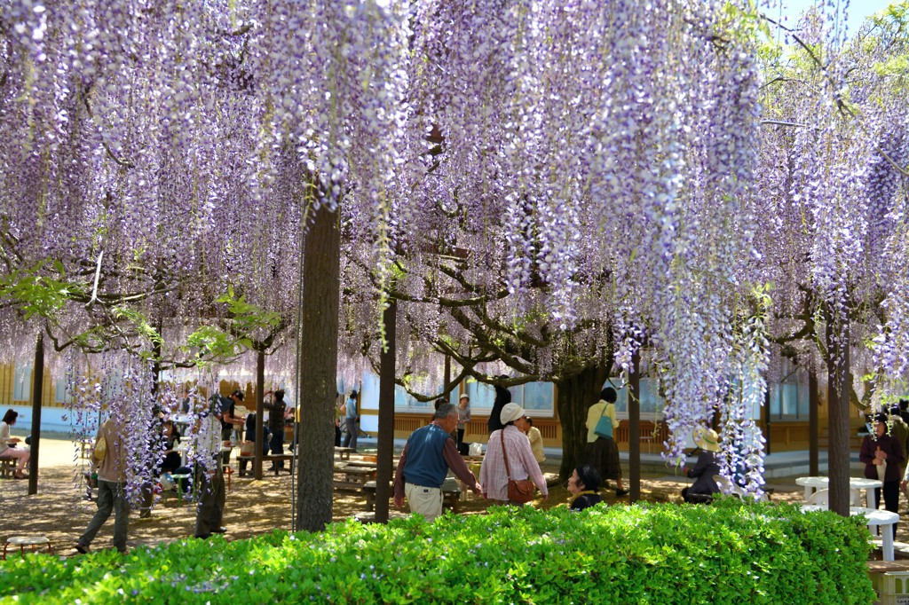 藤寺