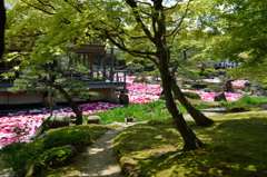 由志園　3万の牡丹