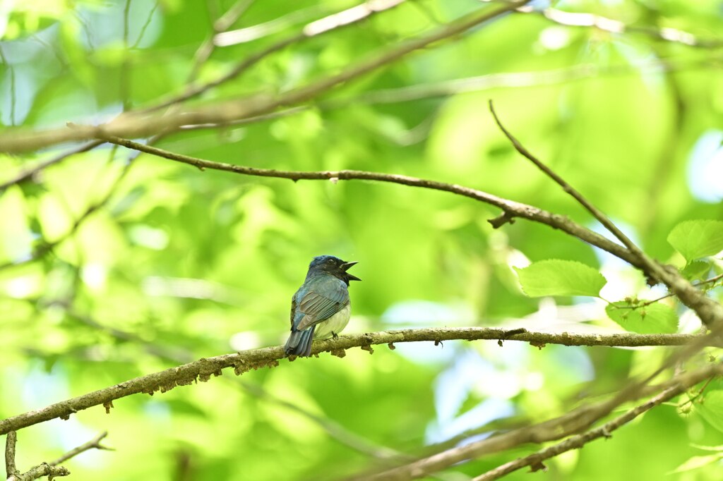 夏鳥