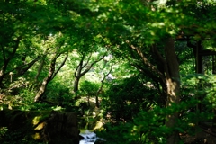 緑中