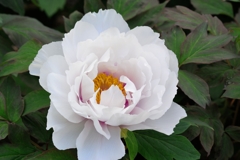 大根島　ぼたん