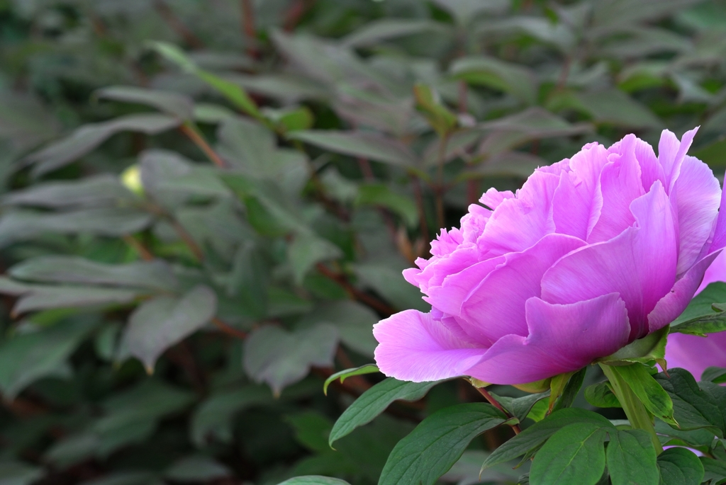 大根島　ぼたん
