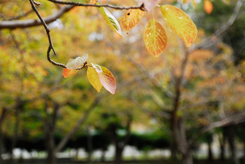 紅葉も近い