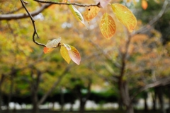 紅葉も近い