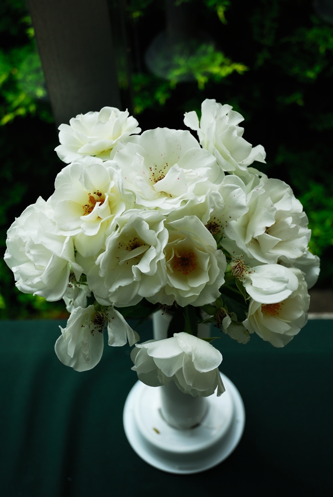 薔薇
