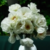 薔薇