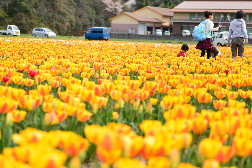 チューリップ