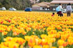 チューリップ