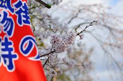 ちらっとサクラ
