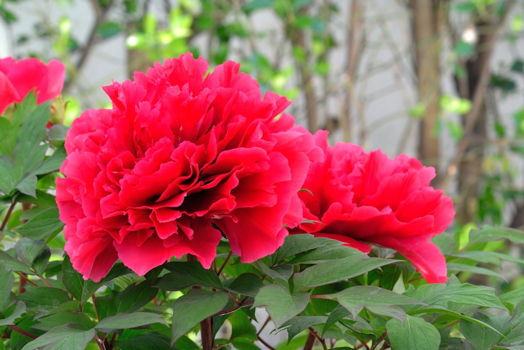 大根島　ぼたん