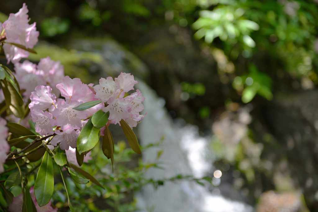 由志園　滝