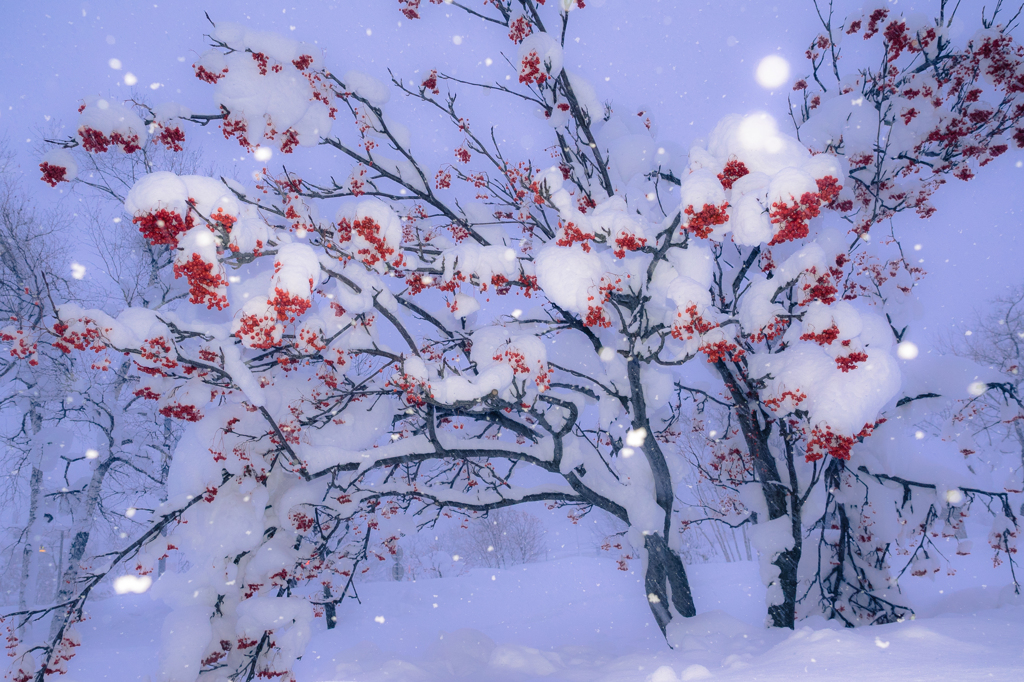 雪～は降る・・・♪