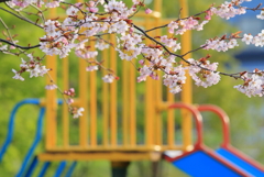 桜散歩・・1