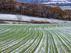 初雪