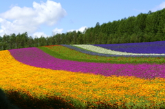 虹の花咲く丘