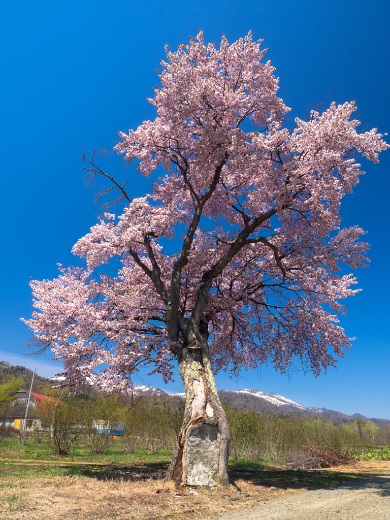 一本桜