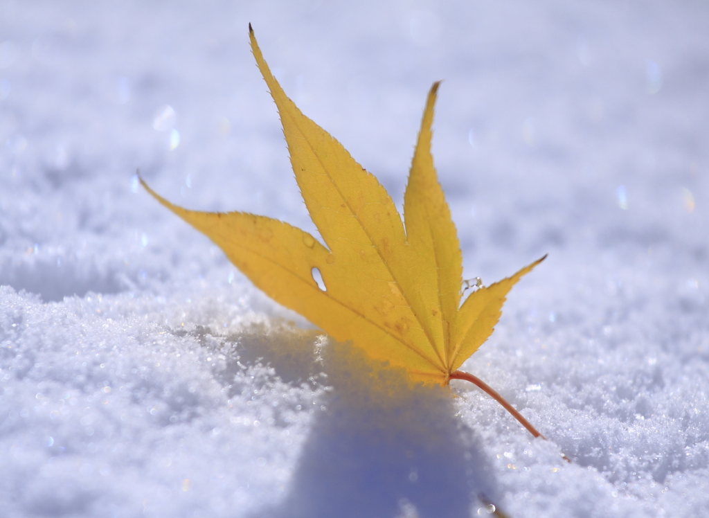 初雪
