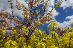 菜の花と桜