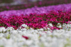 芝桜