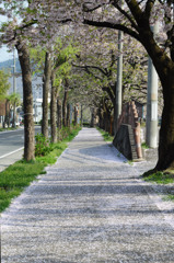 桜の絨毯