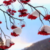 雪帽子