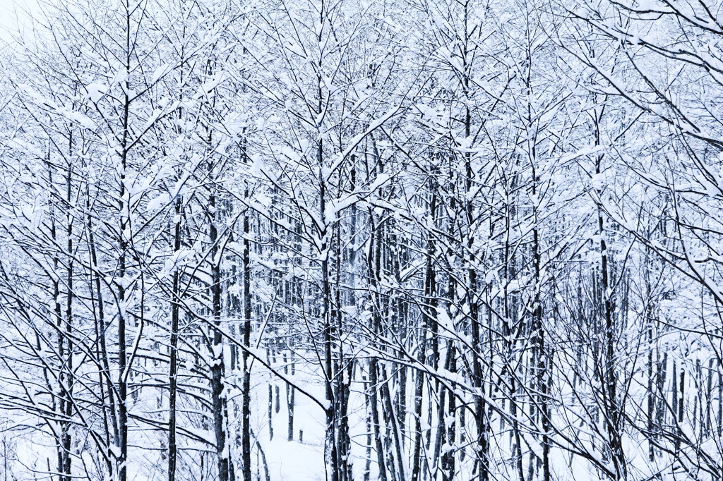 雪の中の林