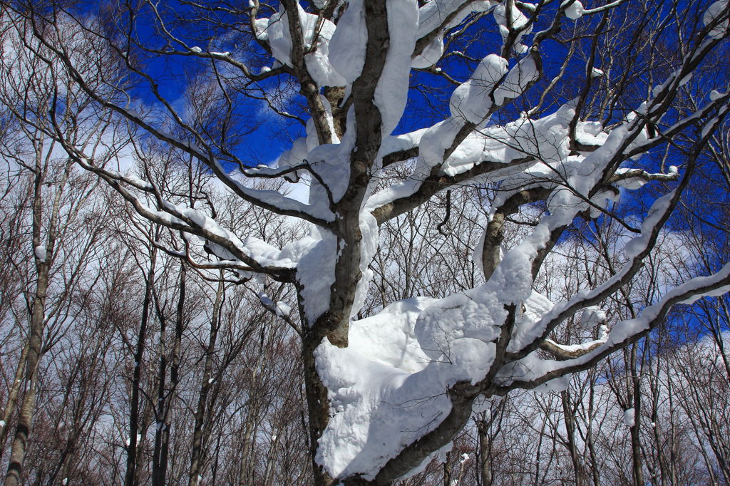 雪衣