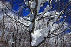 雪衣