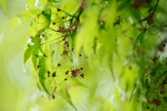 _MG_1050-s