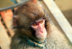 福知山動物園のアイドル　みわちゃん