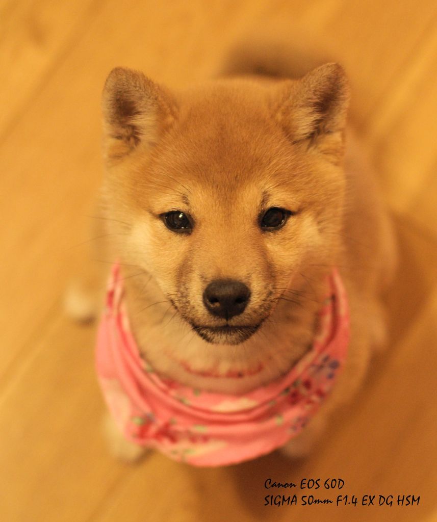 愛犬