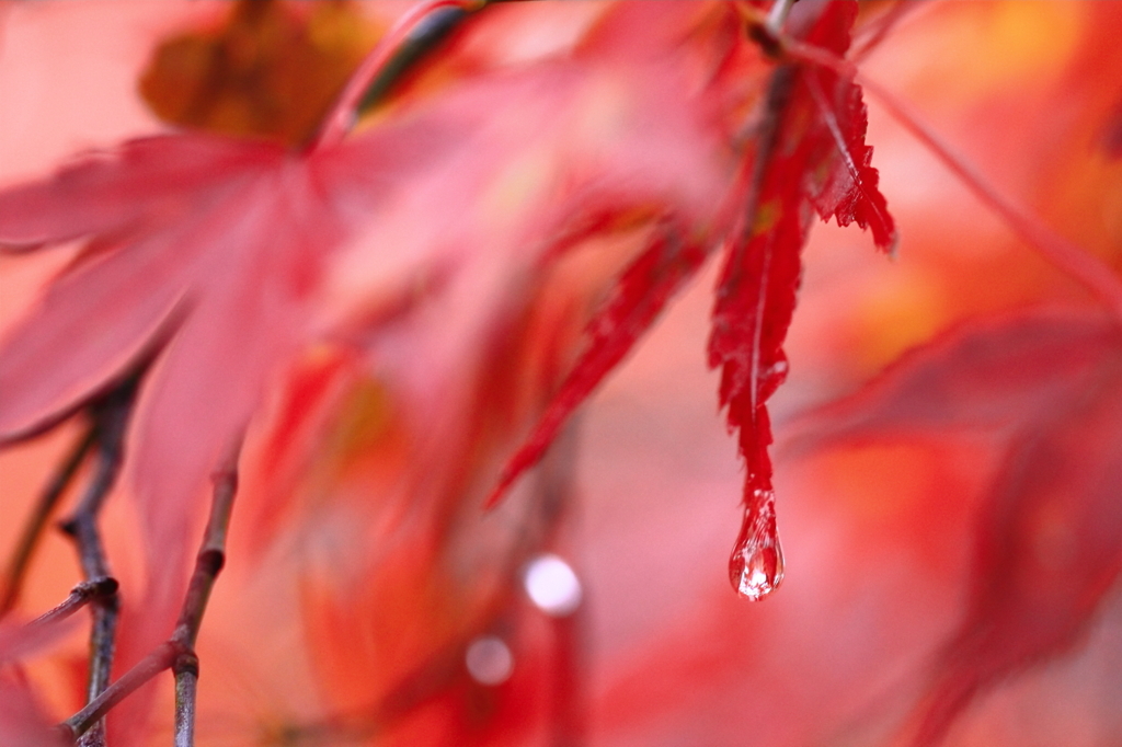 雨の功名