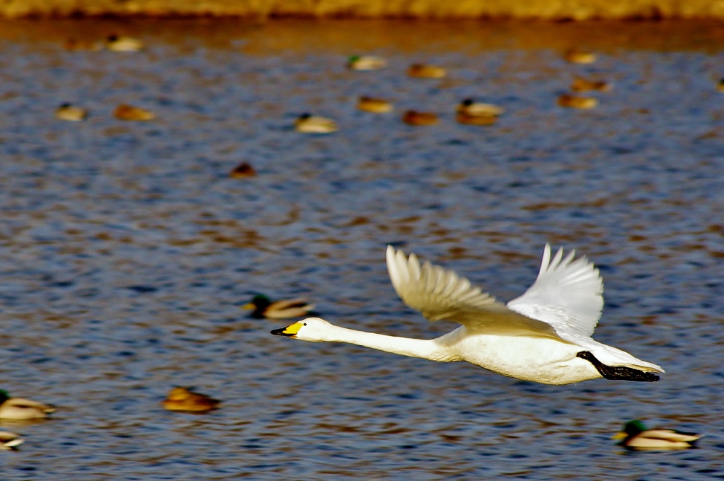 羽田沼の白鳥