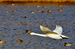 羽田沼の白鳥