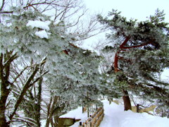 鶴ヶ城　樹氷