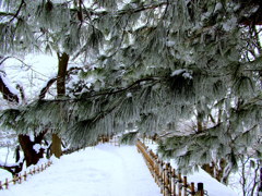 鶴ヶ城　樹氷