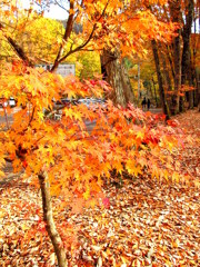 塔の駐車場の紅葉