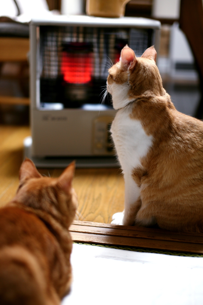 寒中お見舞い、吾輩、ぬくたまり中。