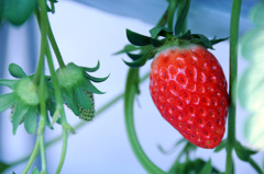 strawberry