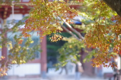 秋まだ浅く