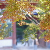 秋まだ浅く