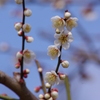 春の便り　　-水月公園　梅情報-
