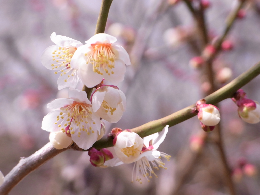 頬寄せ合って　-水月公園　梅情報-