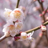 頬寄せ合って　-水月公園　梅情報-