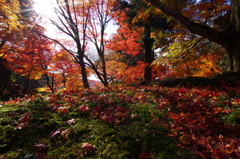 紅に魅せられて